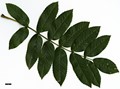 SpeciesSub: subsp. pohuashanensis